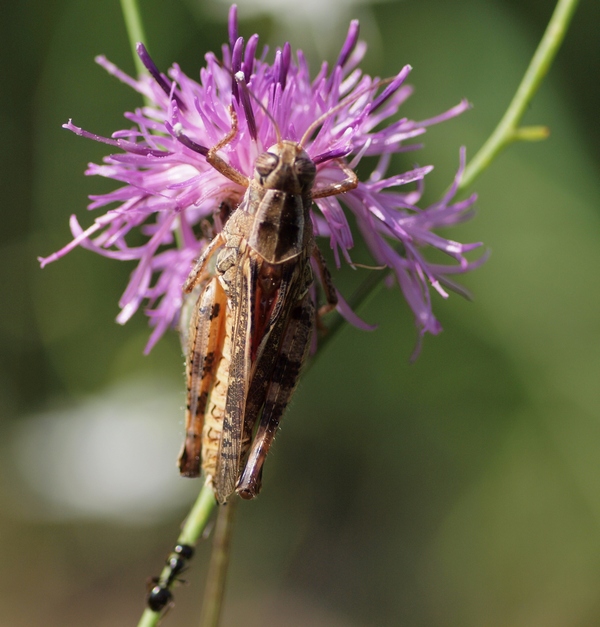 Orthoptera Acrididae da ID.